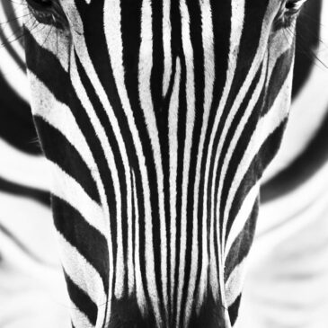 Schwarz-Weiß-Kunstfotografie-Zebra