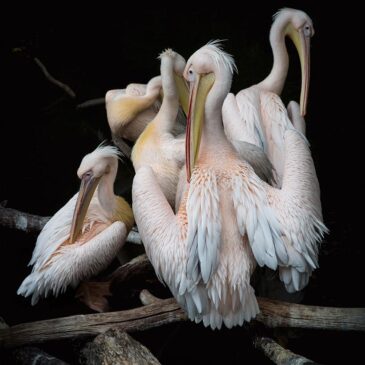 Pink pelicans