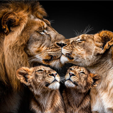 Oeuvre photo famille de lions